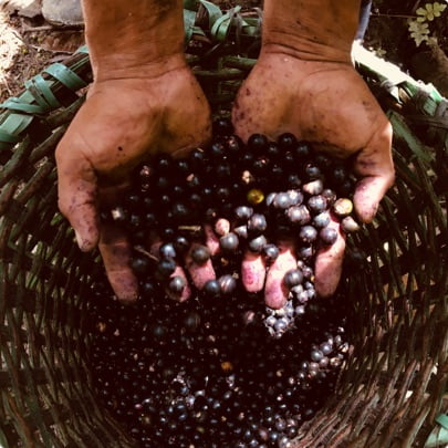 Acai Berries